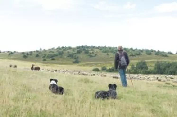 À l’estive de La Jacine, le tapis d’herbe étouffant d’ordinaire les pas des rares visiteurs se réduit comme peau de chagrin.