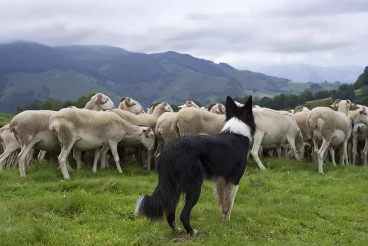 Une aide financière de 80% est prévue pour l’entretien et l’achat d’ un
chien de protection