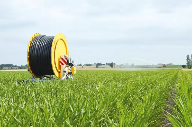 Les maïs semences, comme les blés, ont subi un enchaînement agro-climatique qui n’a pas joué en leur faveur.