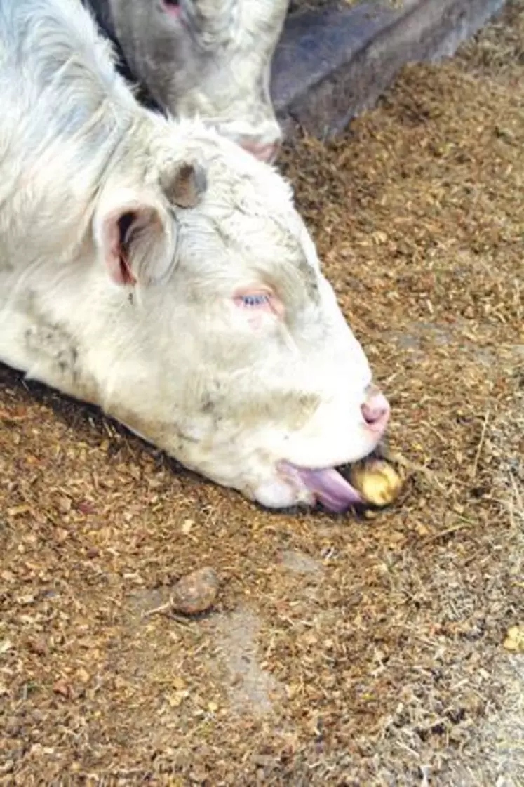 « L’étranglement reste un risque très modéré. Les vaches croquent les pommes de terre au même titre qu’une betterave », note Benoît Rouillé de l’Institut de l’élevage.