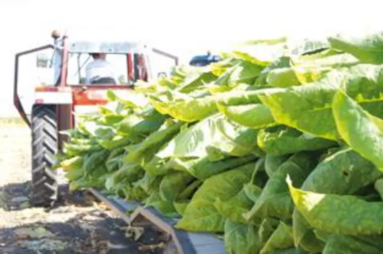 La production de tabac d’Auvergne-Rhône-Alpes suffirait largement à couvrir les besoins d’une cigarette régionale.