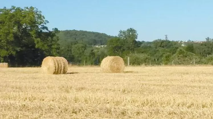 Les premières moissons montrent des rendements en grains corrects mais pas en paille.