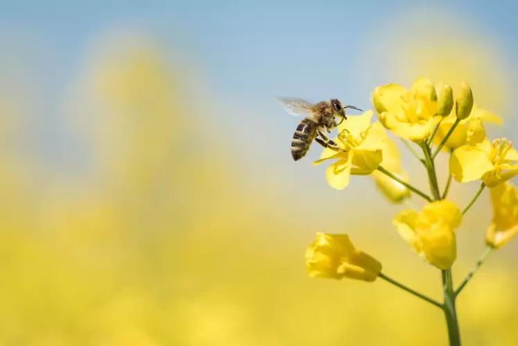 Les abeilles peuvent de nouveau butiner à la faveur de températures plus clémentes et des premières floraisons