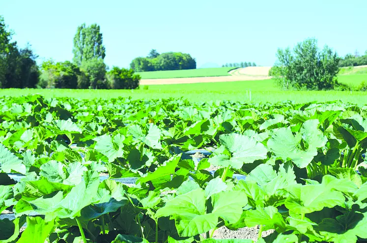 Champs légumes