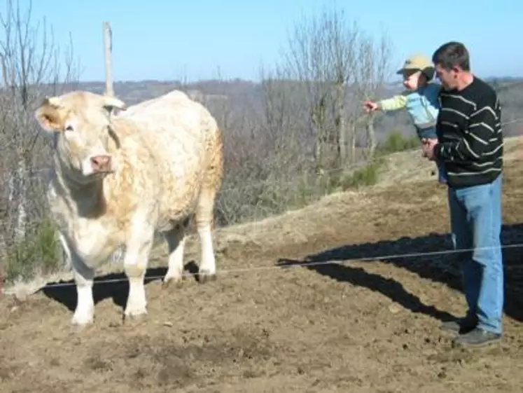 Sur 12 vaches  pré-sélectionnées  dans la catégorie des vaches de 4 ans, seules 5 ont été retenues. Vendée fait partie de cette crème des crèmes choyée quotidiennement par Pierre Chebance et son petit garçon