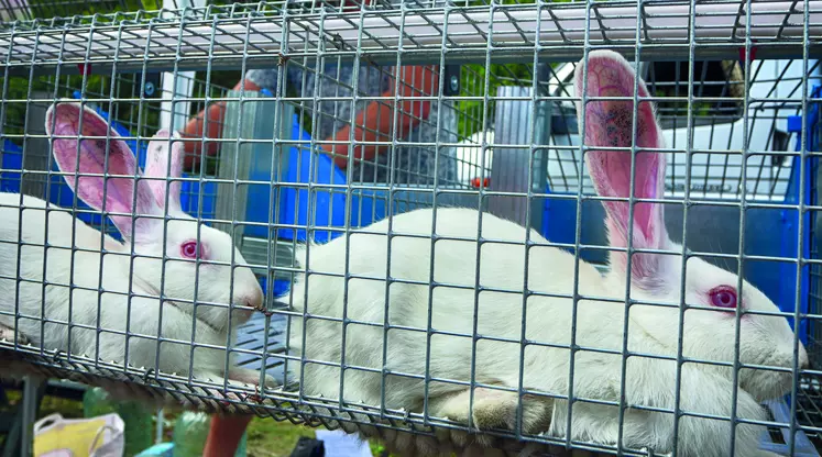 Lapins dans une cage