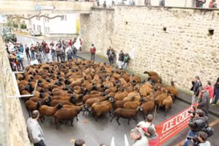 Les éleveurs demandent à exercer tranquillement leur métier, sans la prédation du loup.