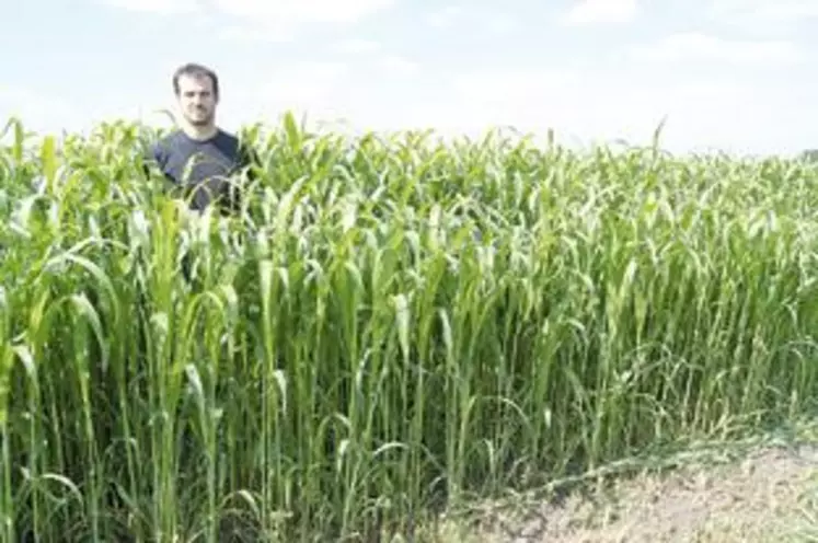 Le sorgho, semé fin juillet, a connu une croissance fulgurante. Mathieu Trillon ne pensait pas que le dérobé atteindrait une telle végétation.