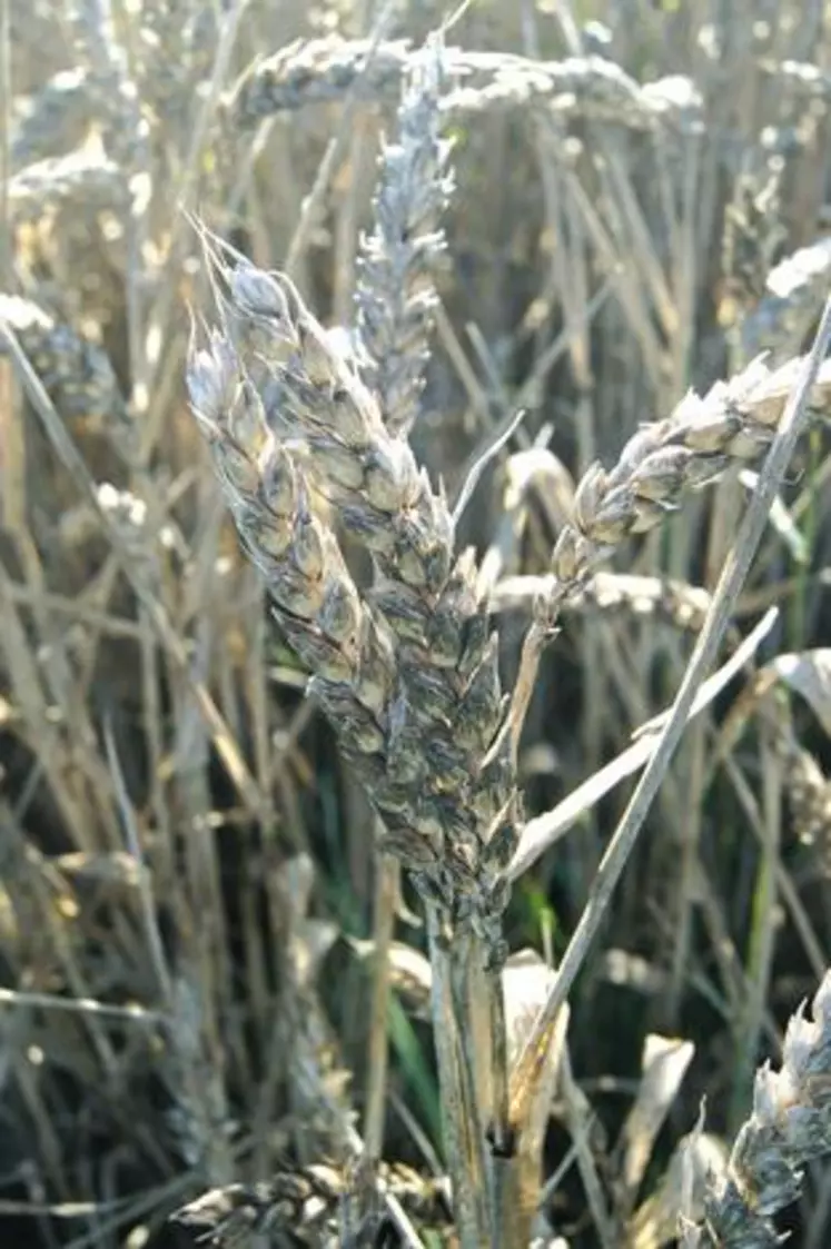 Le retard des moissons affecte la qualité des céréales, comme sur ces épis de blé en Limagne Sud.