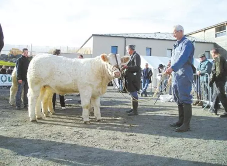 DEESSE : Prix d’Honneur jeune femelle de l’Earl OLIVIER Bernard - Teilhet - Puy-de-Dôme