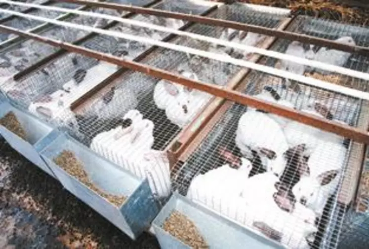 Le marché du lapin est aujourd’hui déficitaire.