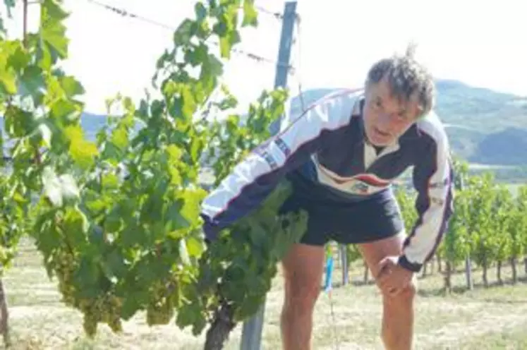 Marc Pradier dans une de ses vignes aux Martres-de-Veyre veille sur la maturité des raisins pour déterminer la date de vendange.