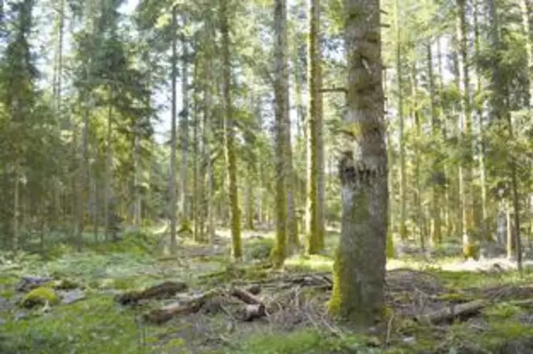Le bois mort est source de vie et participe à la régénération naturelle des forêts mais les interventions humaines interrompent ce cycle.