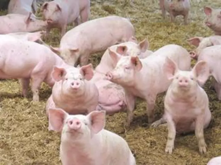 45 000 truies, 700 000 porcs charcutiers, 25 abattoirs, et 100 salaisonneries constituent la filière porcs de montagne.