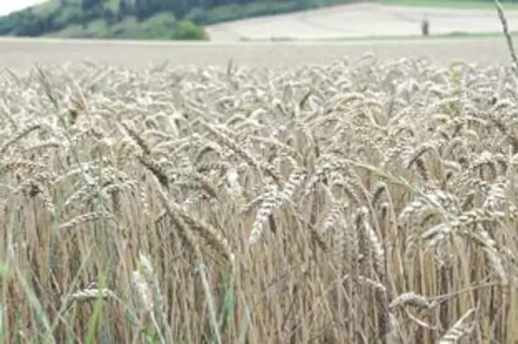 Situation inédite pour le blé dont la majorité a germé sur pied en raison des très mauvaises conditions climatiques.