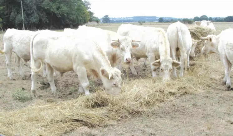 Plusieurs départements de la région ont été reconnus en calamités agricoles au titre de la sécheresse.