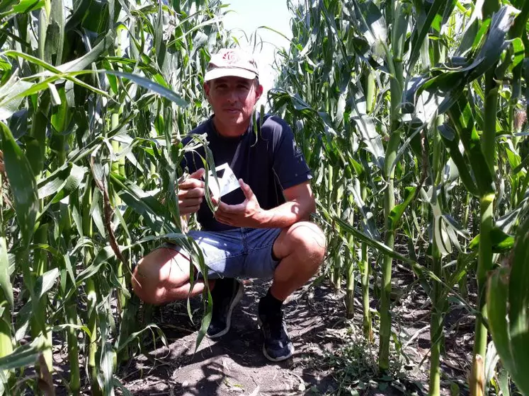 Alexandre Bresson, agriculteur à Entraigues utilise les trichogrammes contre la pyrale du maïs depuis 20 ans.