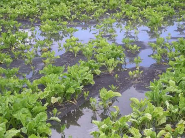 Les betteraves  baignent dans l’eau