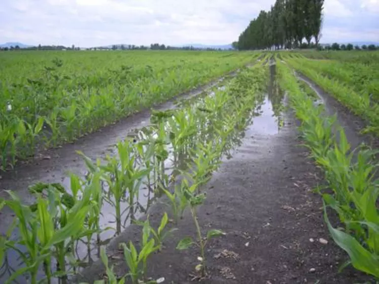 Les maïs baignent aussi dans l'eau