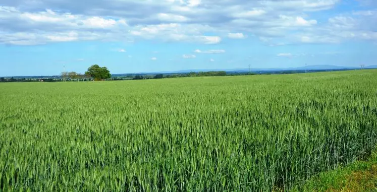 Pour les professionnels, le retrait accéléré des molécules peut mettre en péril des cultures.