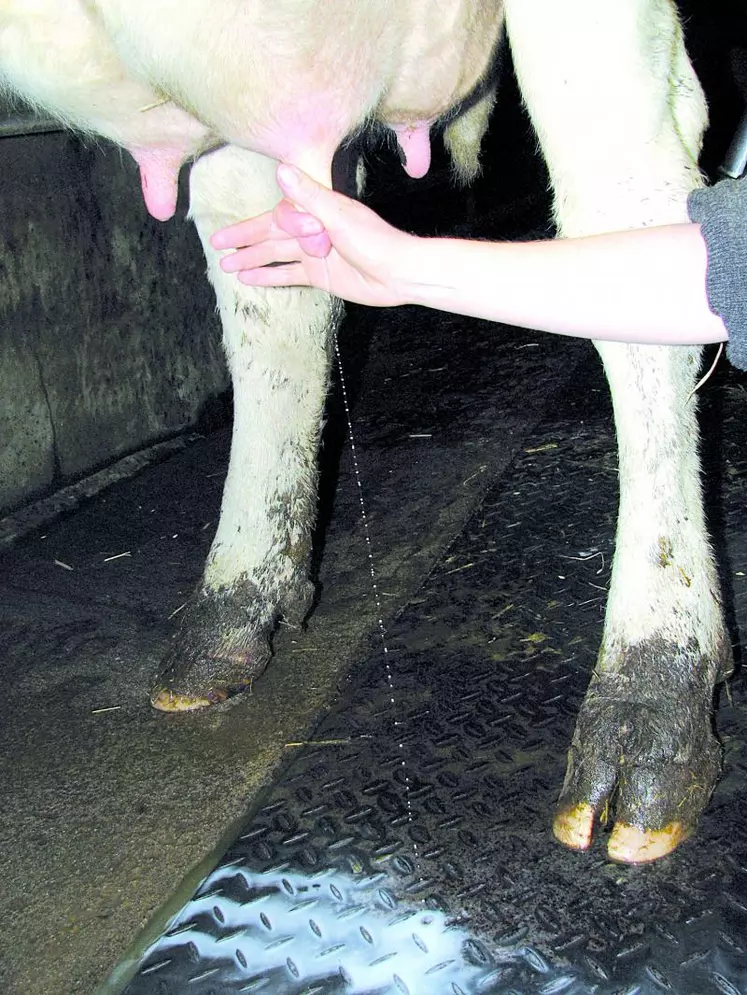 Hygiène de traite après une détection précoce des mammites