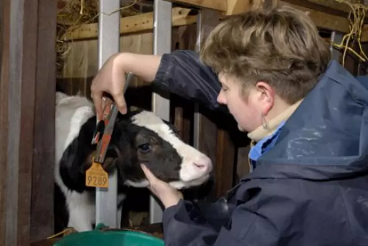 Le candidat type est plutôt jeune (22 ans), il s’installe le plus souvent en production bovine au sein d’un GAEC avec un revenu disponible de 15347E, ce qui est légèrement inférieur à l’année précédente.