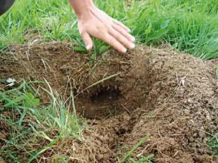 Les trous sont larges et rapidement rebouchés par le nuisible lorsqu’ils sont mis en évidence avec une bêche. Le piégeage avec des pinces peut s’avérer être une bonne alternative à la bromadiolone. Cependant ils demandent des relevés réguliers. La lutte contre le nuisible nécessite beaucoup de temps, une chose que les agriculteurs n’ont pas à leur disposition.