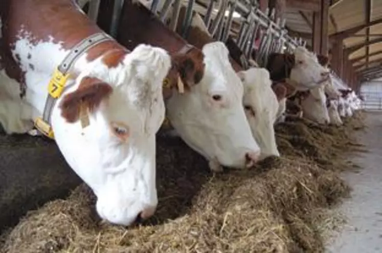 Le cahier des charges du Saint-Nectaire prévoit l’arrêt de l’utilisation de l’ensilage dans les rations. Une décision qui est loin de faire l’unanimité auprès des éleveurs.