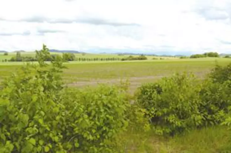 «Les arbres sont un capital qui peut rassurer des financeurs» explique Stéphane Hekimian de la Mission Haies Auvergne.