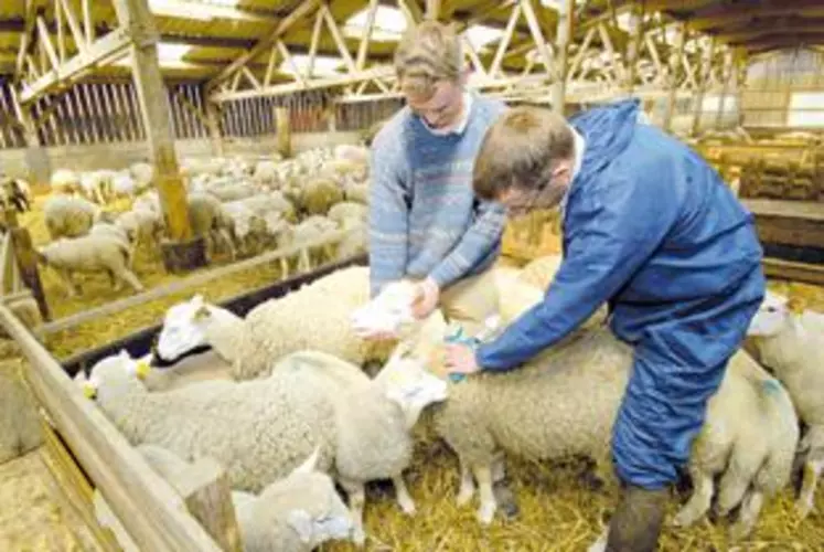 La vaccination ovine devient facultative, à la charge des éleveurs.