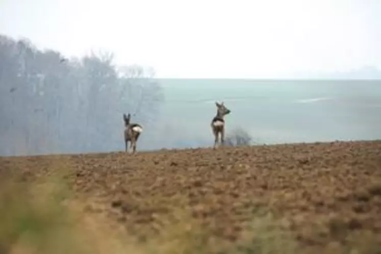 Depuis 2013, le GDS en association avec la Fédération des
chasseurs du Puy-de-Dôme mène une surveillance épidémiologique sur le grand gibier.