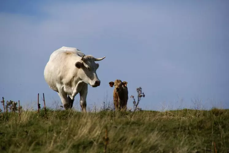 Le changement climatique est déjà perceptible sur les prairies du Massif central.