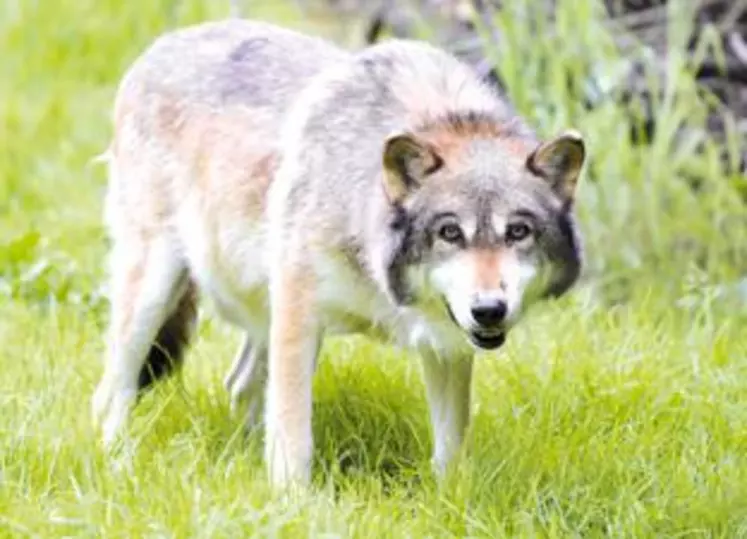 En moins de 10 ans, deux observations avérées de loup ont été réalisées dans le Puy-de-Dôme, de quoi déclencher la mise en place d’une cellule de veille.