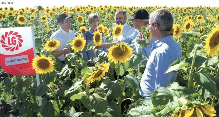 Visite de la démonstration des variétés de tournesol LG en Turquie avec de gauche à droite, Richard Legrand, Rita Szalay, Cenk Saracoglu, Daniel Cheron et Remi Bastien