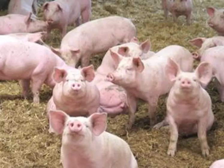 La production porcine est un élément important du paysage économique du Massif central.