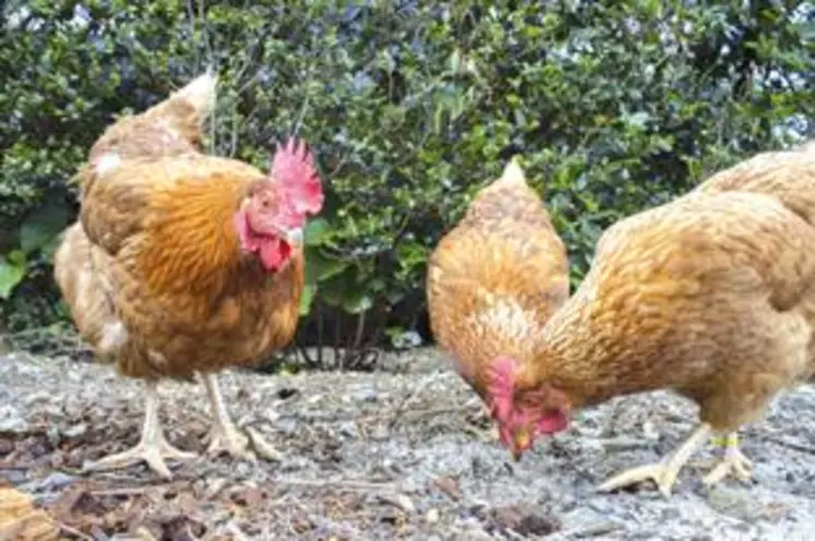 La volaille d’Auvergne est élevée
en plein air, nourrie 100% avec des céréales françaises et sans aucun antibiotique.