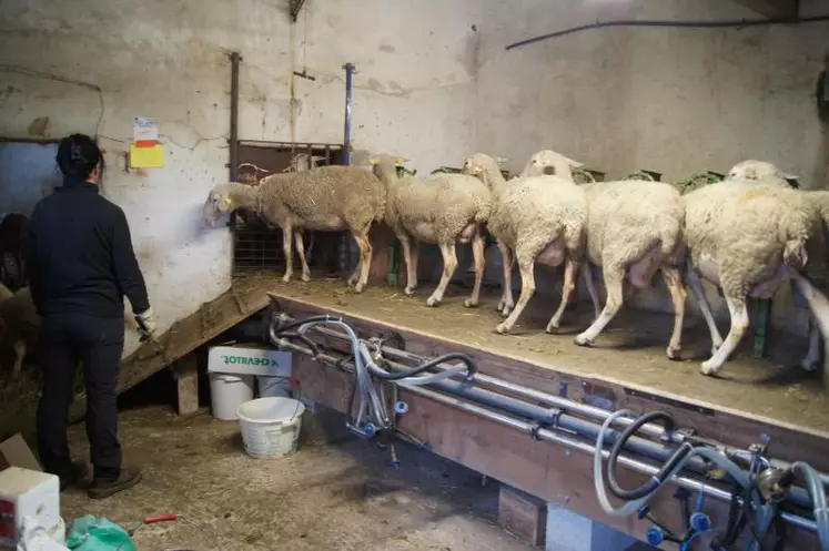 Cristelle Fabre conduit et transforme le lait de ses 47 brebis Lacaune près de Thiers.