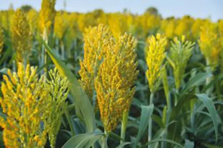 Le sorgho et le houblon peuvent être des cultures à développer sur le département.