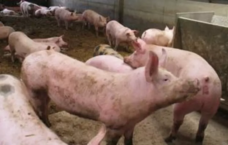 Les éleveurs de porcs de montagne sont dans l’attente des décisions du Parlement et de l’OMC.