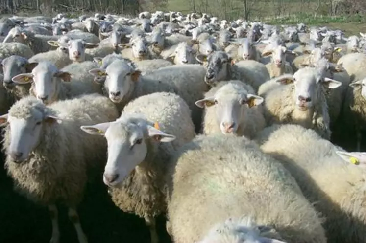 Les producteurs du Puy-de-Dôme demandent l’étiquetage de la date d’abattage pour les agneaux importés de Nouvelle-Zélande.