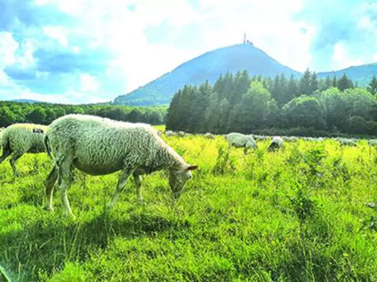 Le Parc des Volcans d'Auvergne accompagne les éleveurs ovins en race Rava dans la valorisation de leurs productions.