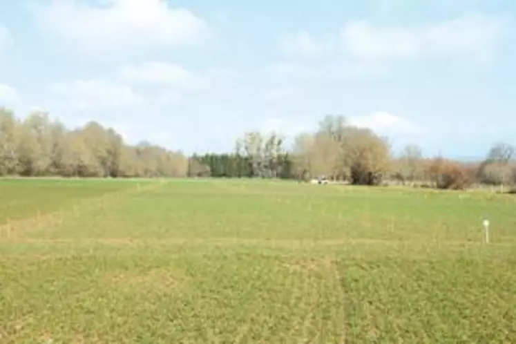 L’essai céréales en cours à Arlanc.