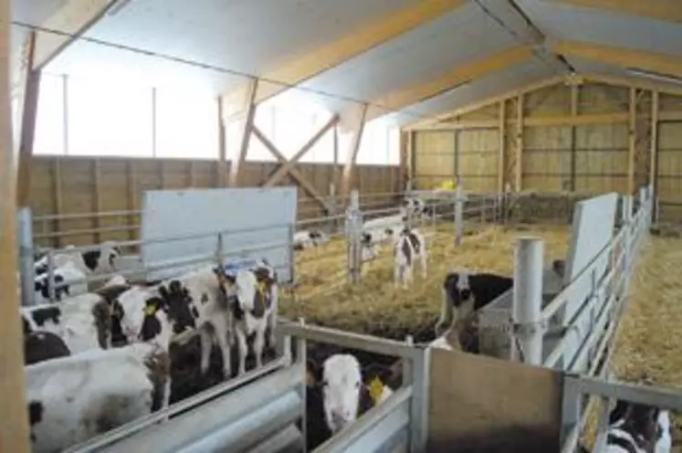 La nurserie peut accueillir jusqu’à 68 veaux. L’installation d’un distributeur automatique de lait permet aux éleveurs d’éviter la corvée des biberons.