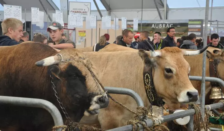 Après la blonde d'Aquitaine, en 2019, l'aubrac organisera, cette année, son concours national au Sommet de l'Elevage.