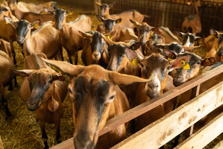 Groupe de chèvres alpines dans une aire paillée.