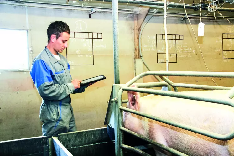 Le communiqué de presse d'INAPORC rapporte une hausse de 6,6 % des importations de porcs sur les 7 derniers mois.