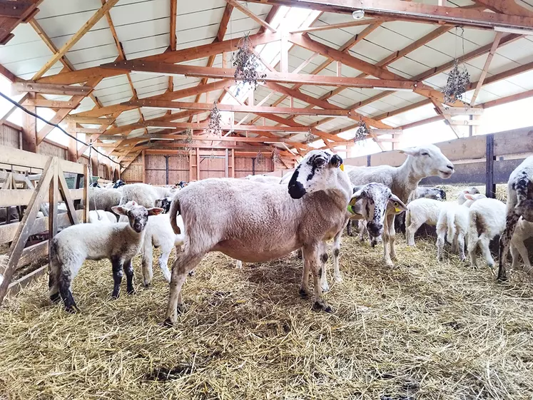 Des moutons sur une aire paillée dans une bergerie.