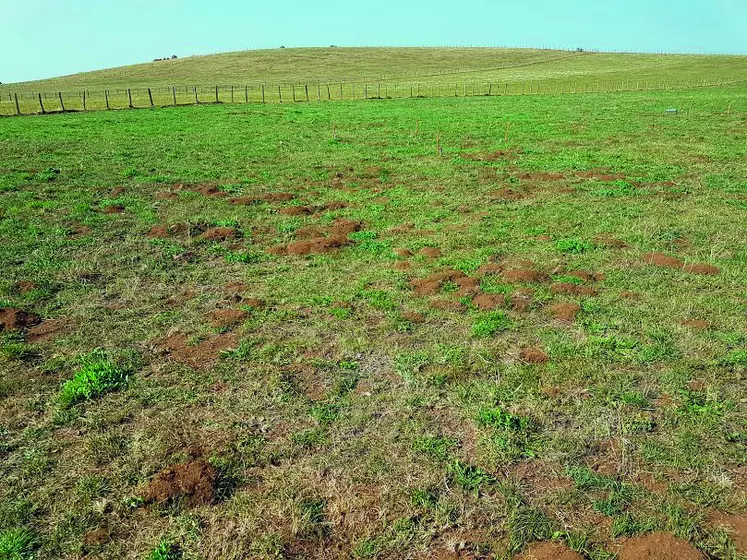 Les activités de forage des campagnols terrestres reprennent comme ici sur le plateau du Cézallier.