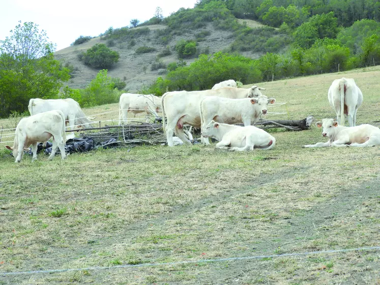 Charolaises dans un pré