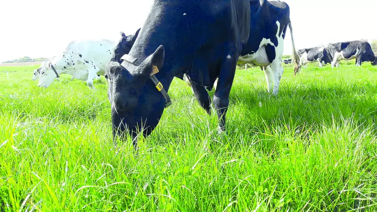 Vaches dans un pré